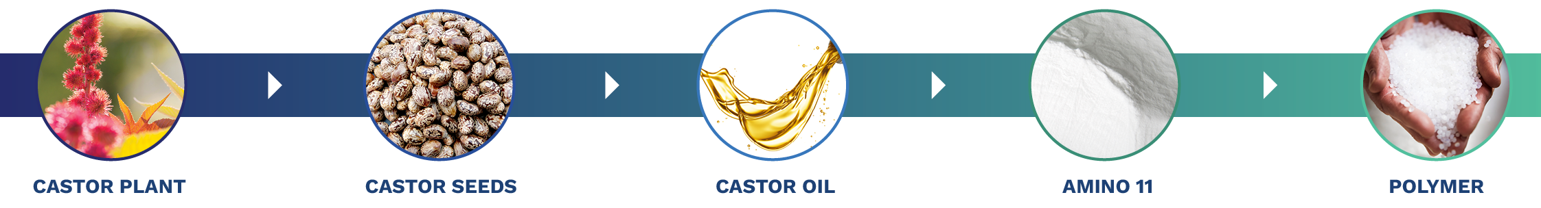 Castor-Amino-PA11 Chain